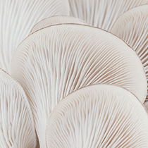 Macro of the gills of an oyster mushroom