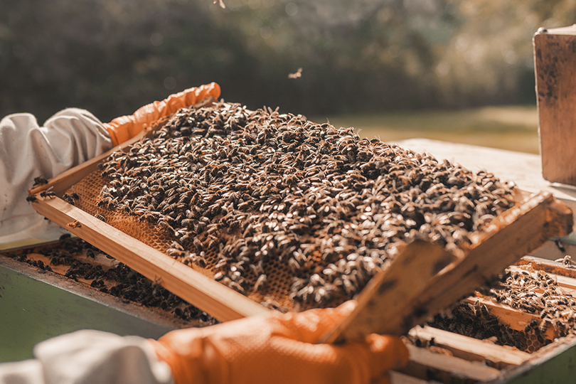 bee keeper holding bee hive tray image for b.com