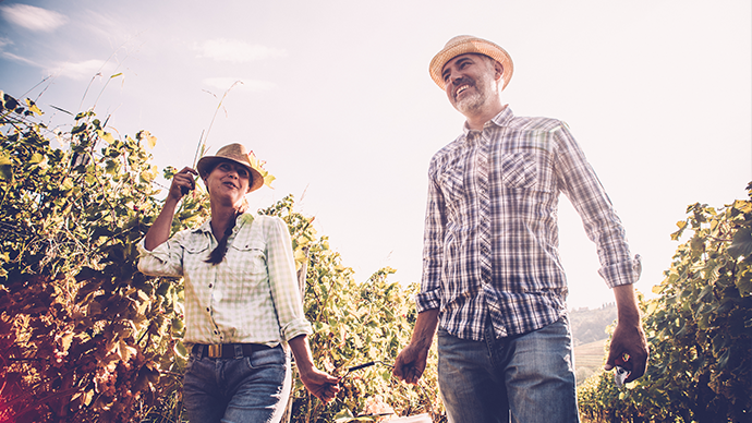 Man and woman. Joyful moment on a countryside when harvesting white grapes